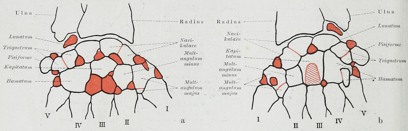 File:Braus 1921 159.png