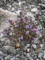 Clinopodium alpinum