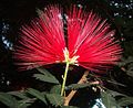 Calliandra tweediei