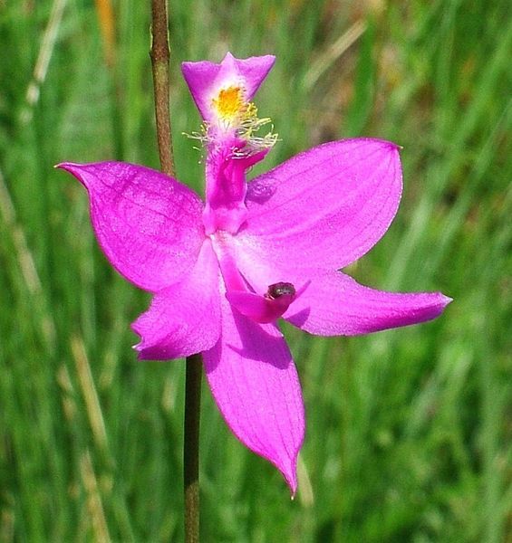 File:Calopogon tuberosus (17597349022).jpg