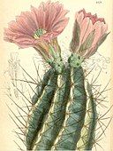 Echinocereus fendleri, 1880.