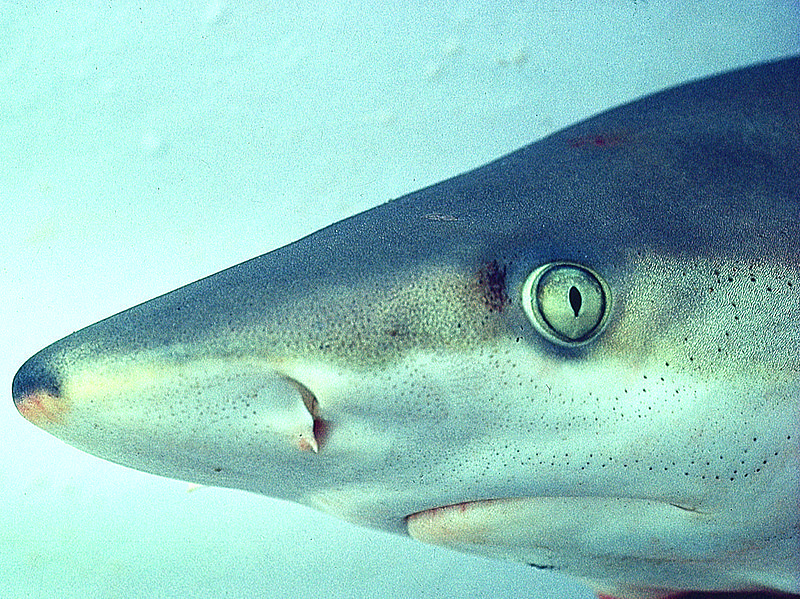 File:Carcharhinus acronotus nefsc.jpg