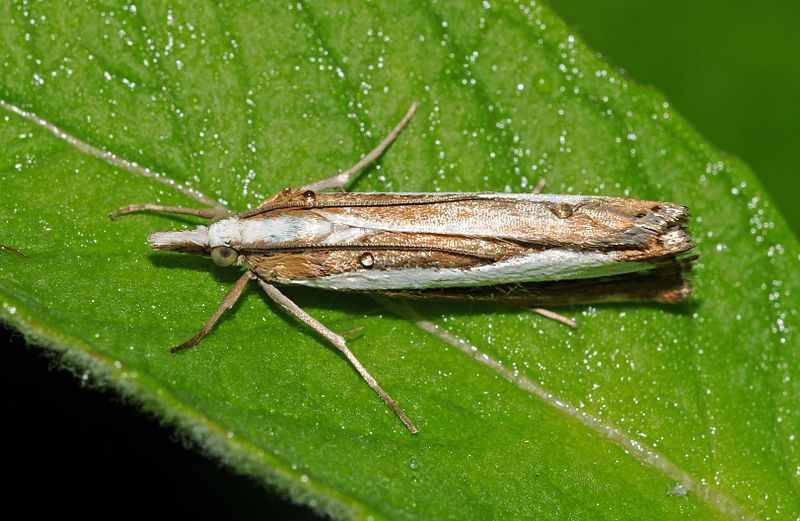 File:Catoptria pyramidellus Buchstein01.jpg