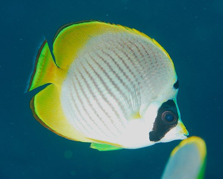 File:Chaetodon adiergastos.jpg