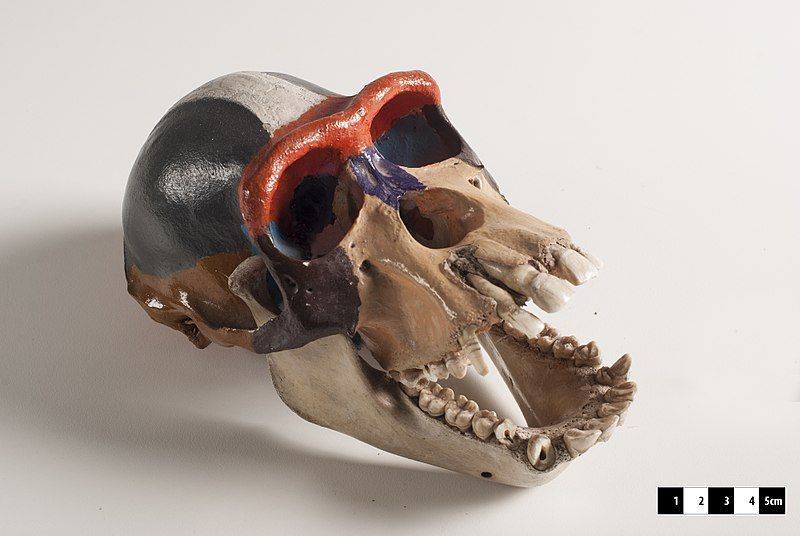 File:Chimpanzee skull 01.jpg