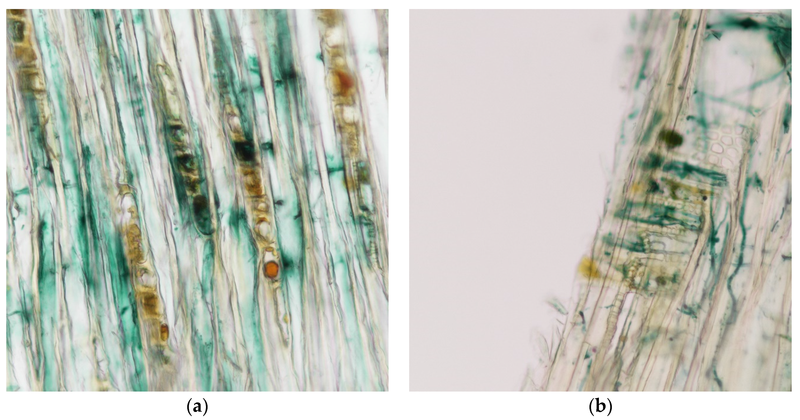 File:Chlorociboria-wood-Coatings-07-00188-g001.png