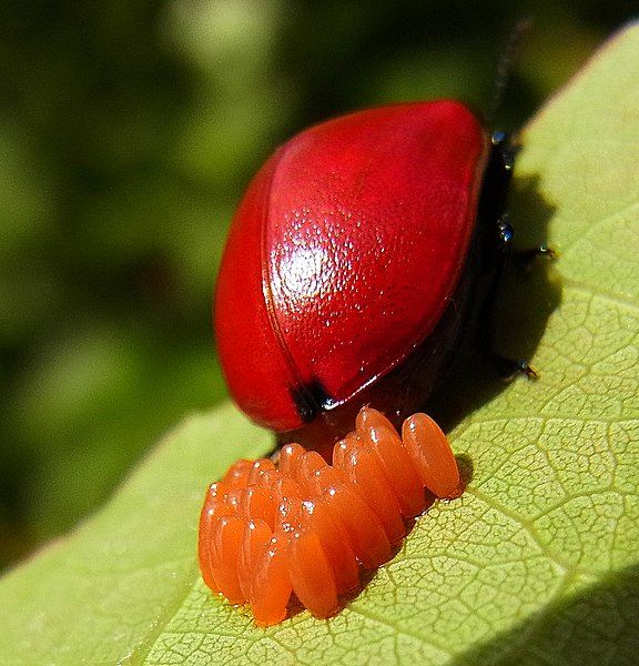 File:Chrysomela populi eggs.JPG