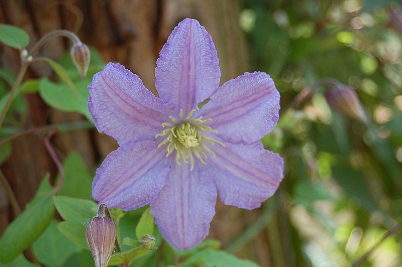 File:Clematis Prince Charles.JPG