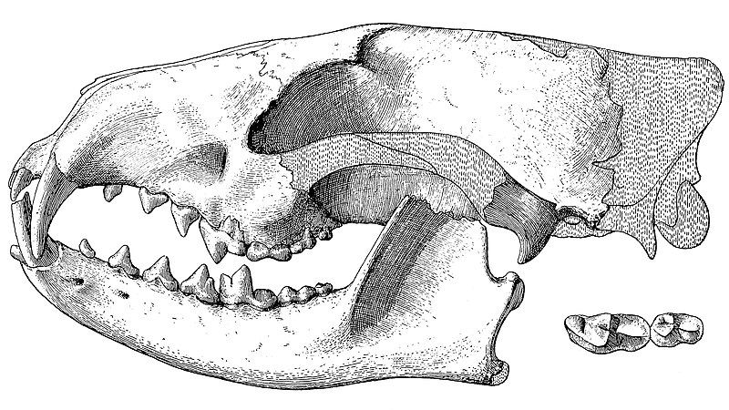 File:Daphoenus vetus skull.jpg