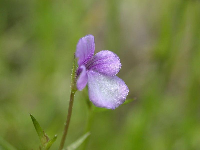 File:Deinostema violaceum sawatougarasi02.jpg