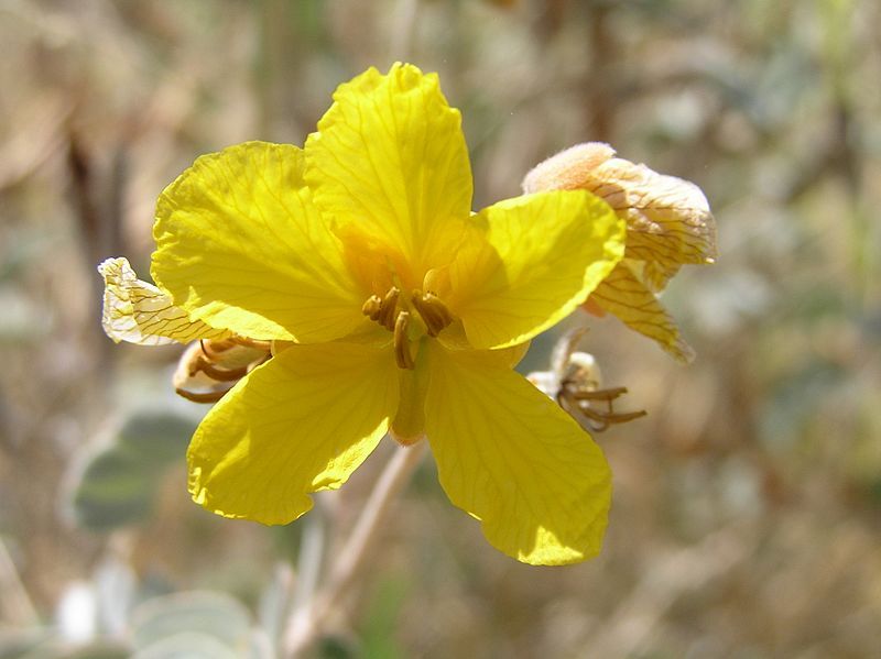 File:Desertsenna.JPG