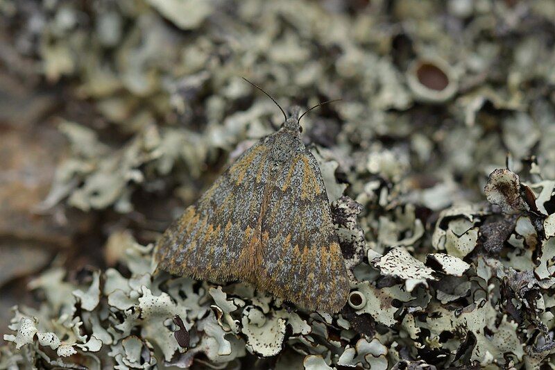 File:Dichromodes simulans 260510665.jpg