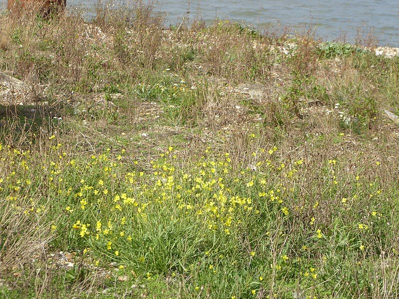 File:Diplotaxis tenuifolia habitat.jpg