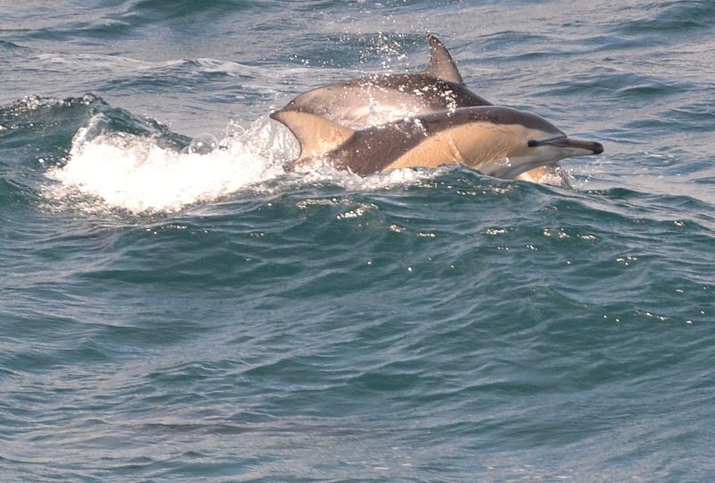 File:Dolphin (7187505172).jpg