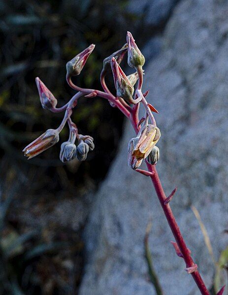 File:Dudleya nubigena cacachilas5.jpg