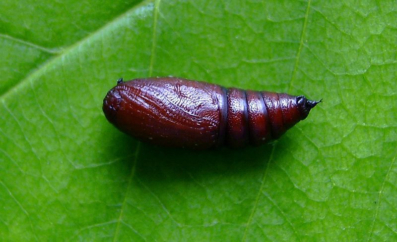 File:Erannis defoliaria pupa.JPG