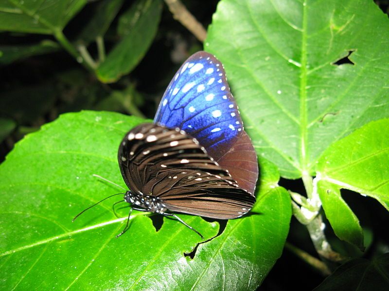 File:Euploea mulciber1.jpg