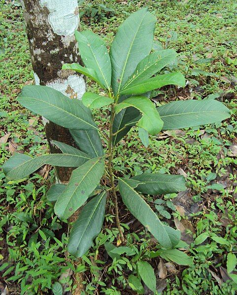 File:Ficus callosa 15.JPG