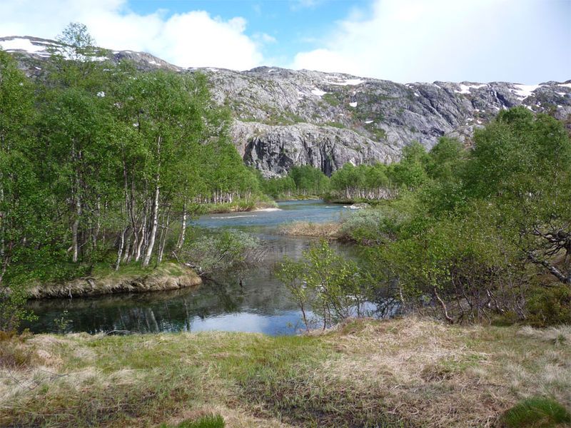 File:Fjellbjørkeskog.jpg