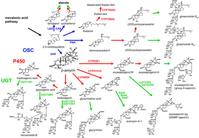 Biosynthesis of triterpenoids