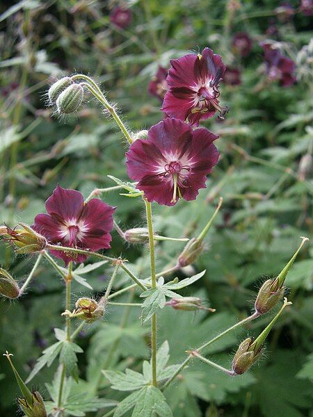 File:Geranium phaeum 003.jpg