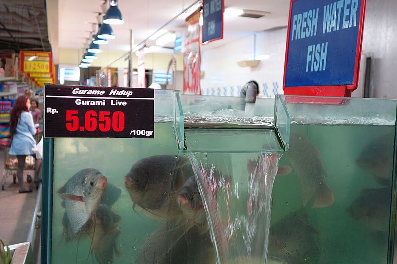 File:Gourami-sale.JPG