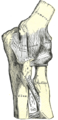 Left elbow-joint showing anterior and ulnar collateral ligaments