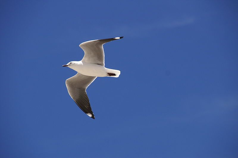 File:Gull capetown.JPG