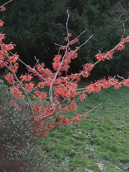 File:Hamamelis Jelena flowering.jpg