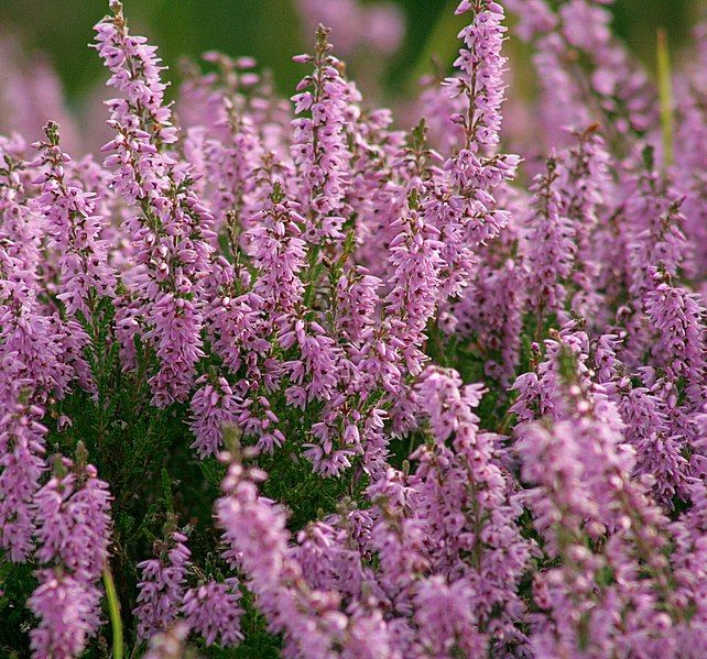 File:Heather (Highlands).jpg