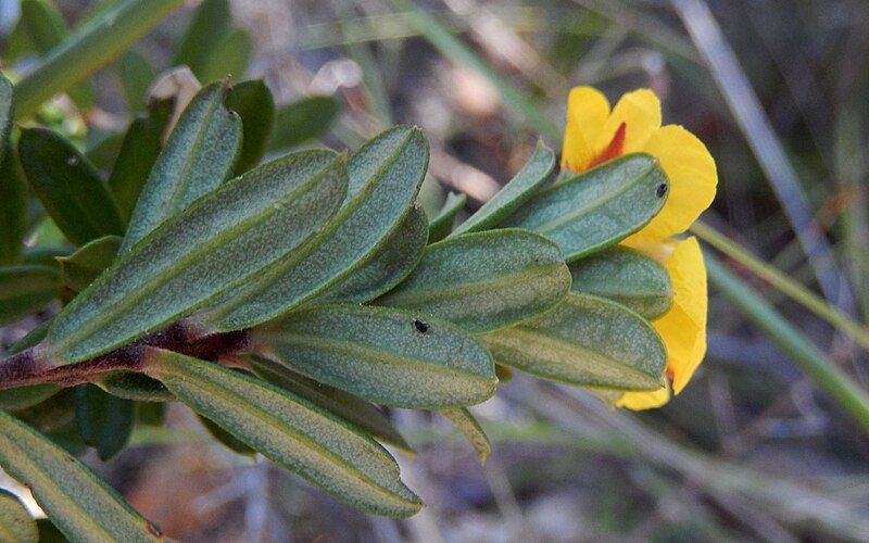 File:Hibbertia Bairne.jpg