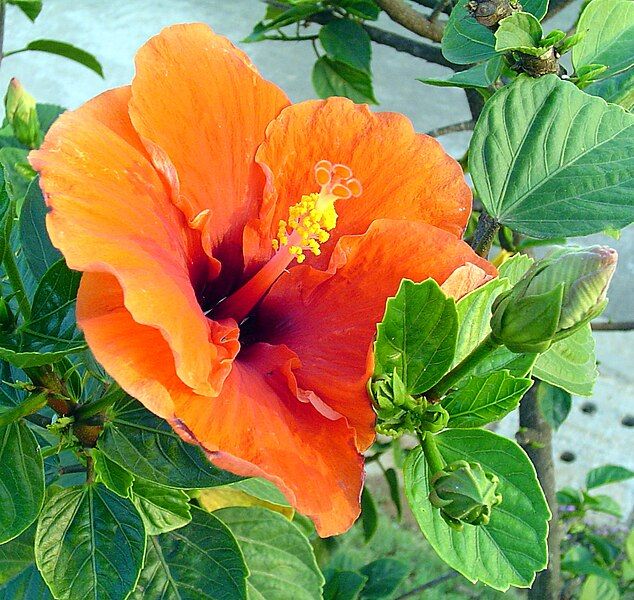 File:Hibiscus india.JPG