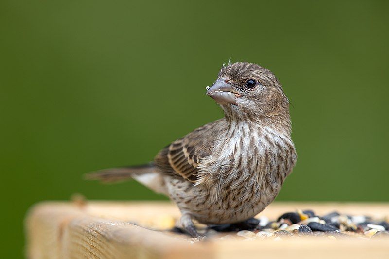 File:House Finch (female).jpg