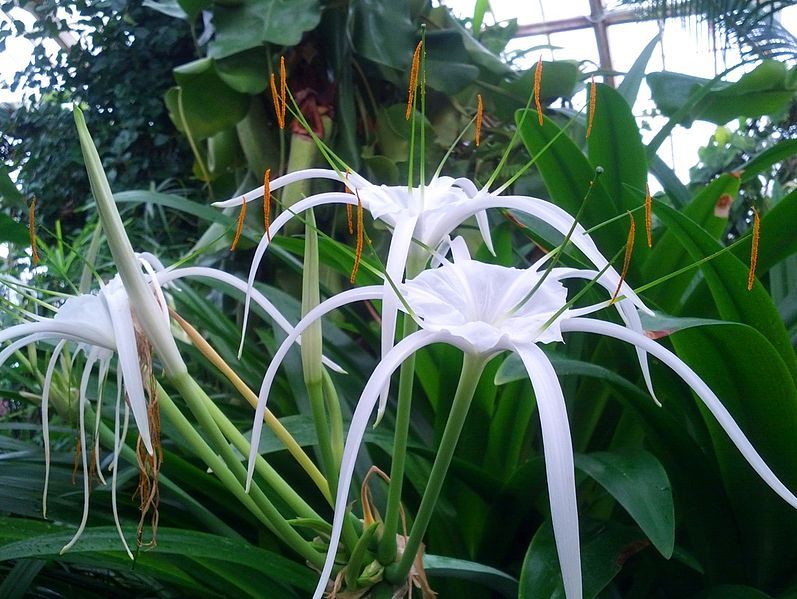 File:Hymenocallis Caribaea.jpg