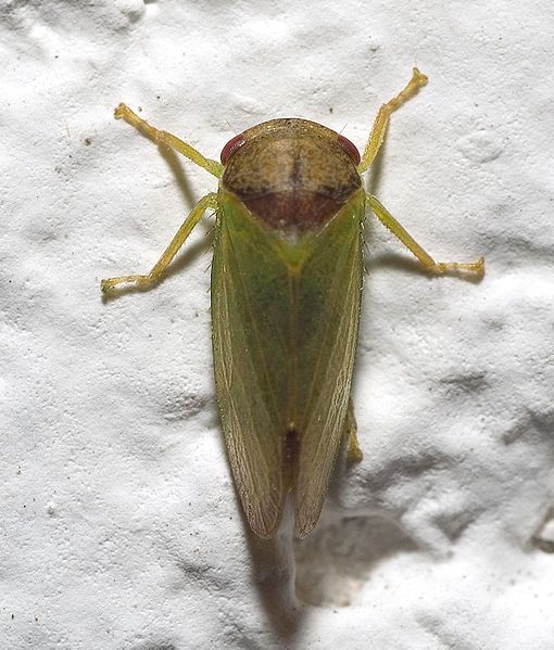 File:Iassus lanio02.jpg