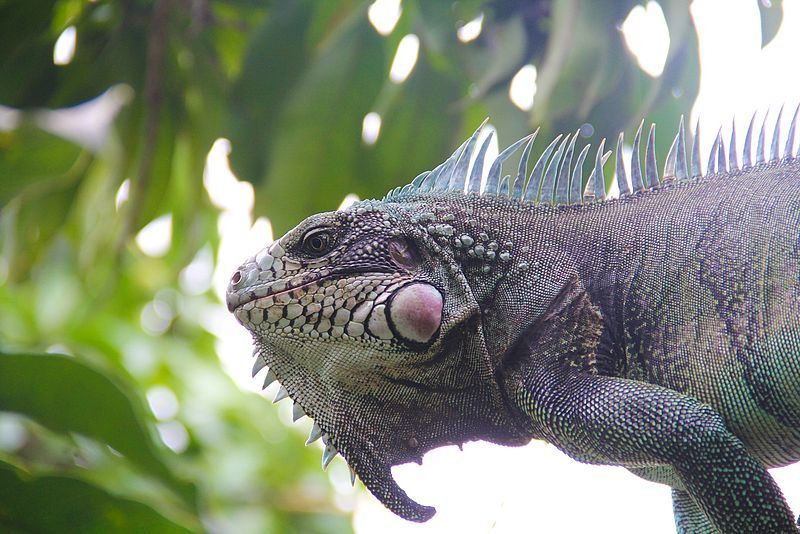 File:Iguana (Nirgua -Yaracuy).jpg