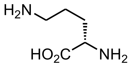 File:L-Ornithine structure.svg