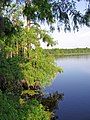 A bayou at the Sabine River at the Louisiana rest stop.