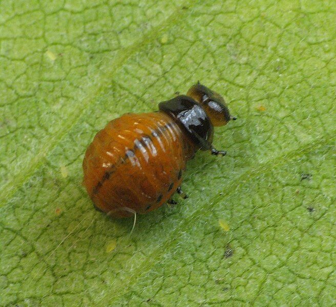 File:Labidomera clivicollis larva.jpg