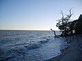 Términos Lagoon