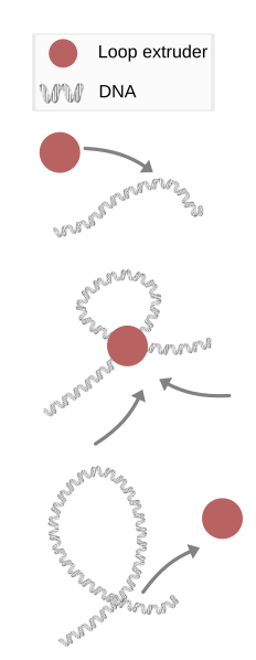 File:Loop extrusion.svg