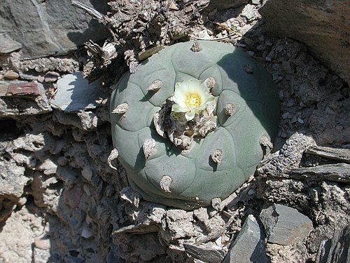 Blooming plant in habitat near near Vizarron, Quéretaro, Mexico.