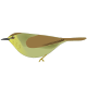 Striped Tit-babbler