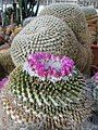 Mammillaria (winterae)