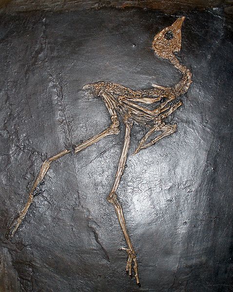 File:Messelornis.JPG