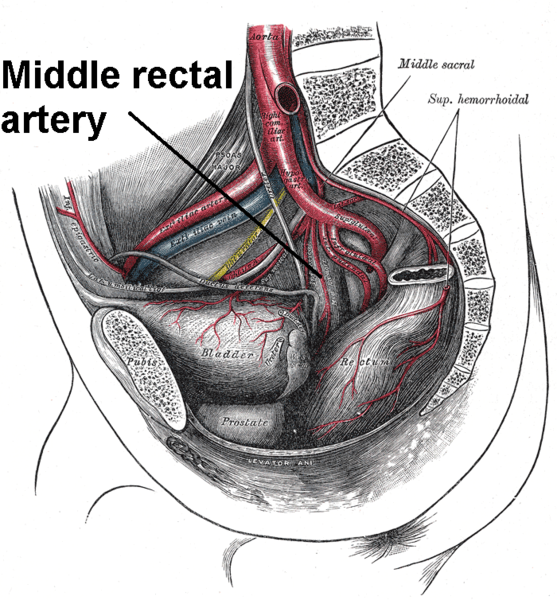 File:Midrectal.png