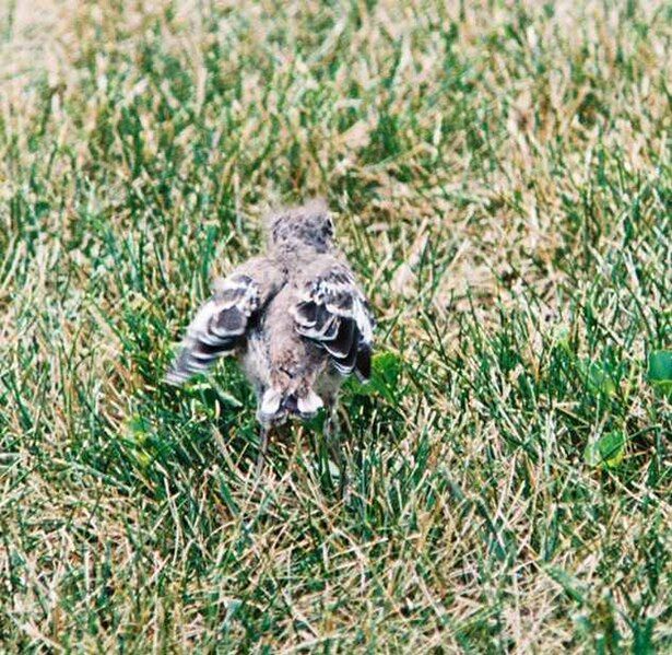 File:Mockingbird Chick018.jpg