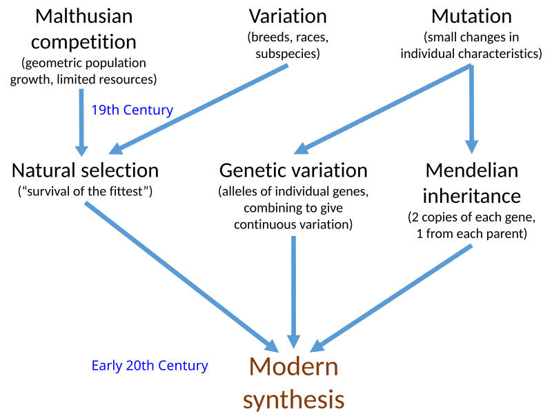 File:Modern Synthesis.svg