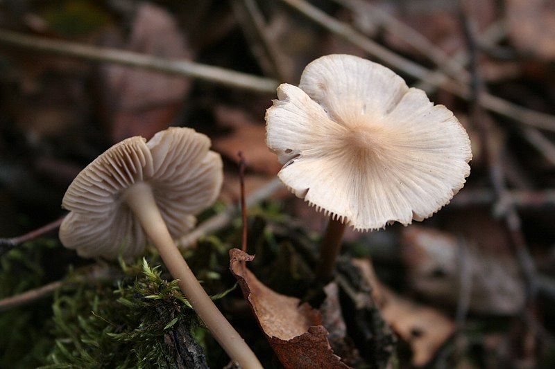 File:Mycena galericulata 051106w.jpg