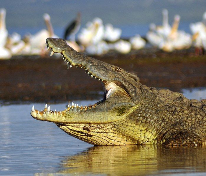 File:NileCrocodile--Etiopia-Omo-River-Valley-02.jpg